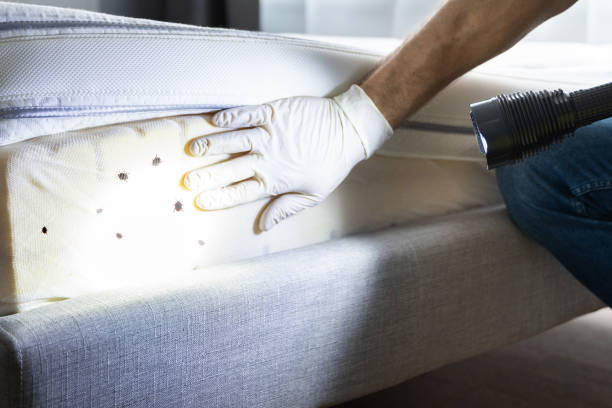 Best Bed Bug Extermination  in Timberville, VA