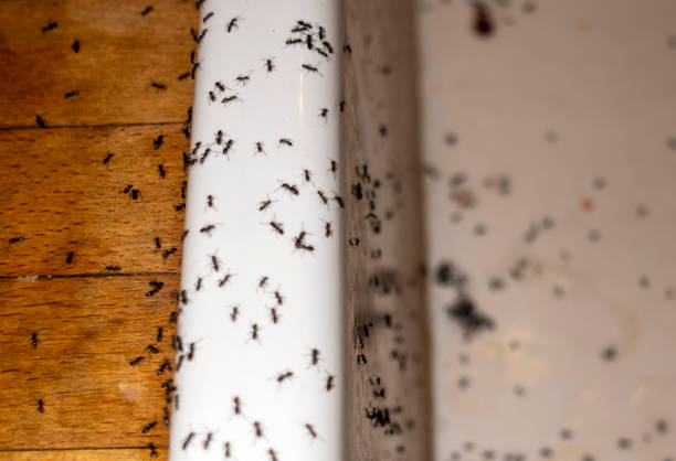 Best Local Pest Control Services  in Timberville, VA