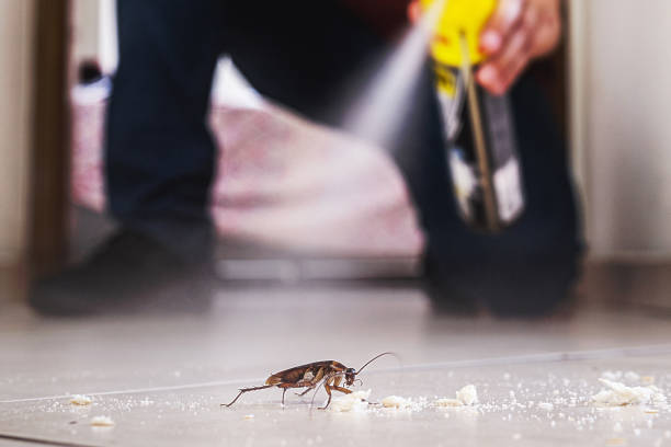 Flea Control Services in Timberville, VA